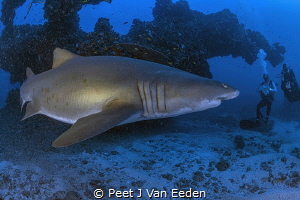 An uncomfortable meeting with a ragged tooth shark by Peet J Van Eeden 